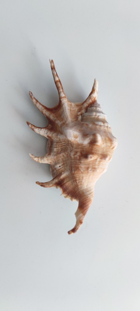 Морська раковина