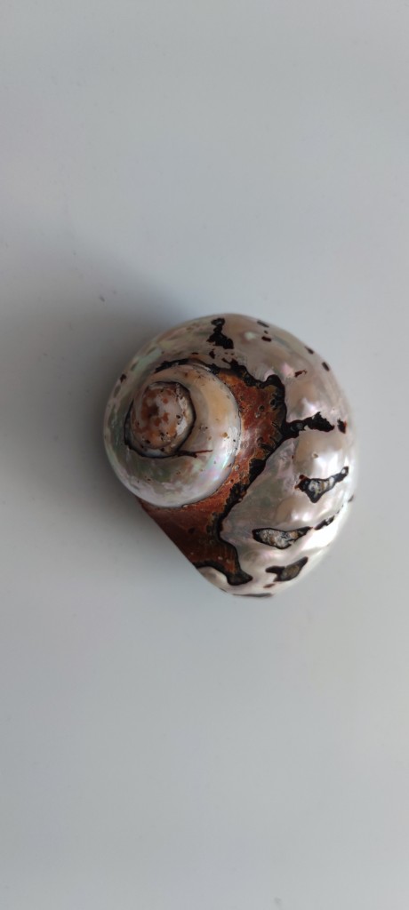 Морська раковина